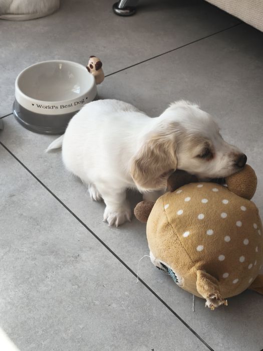 Jamnik długowłosy Kremowy miniatura Cream Piebald