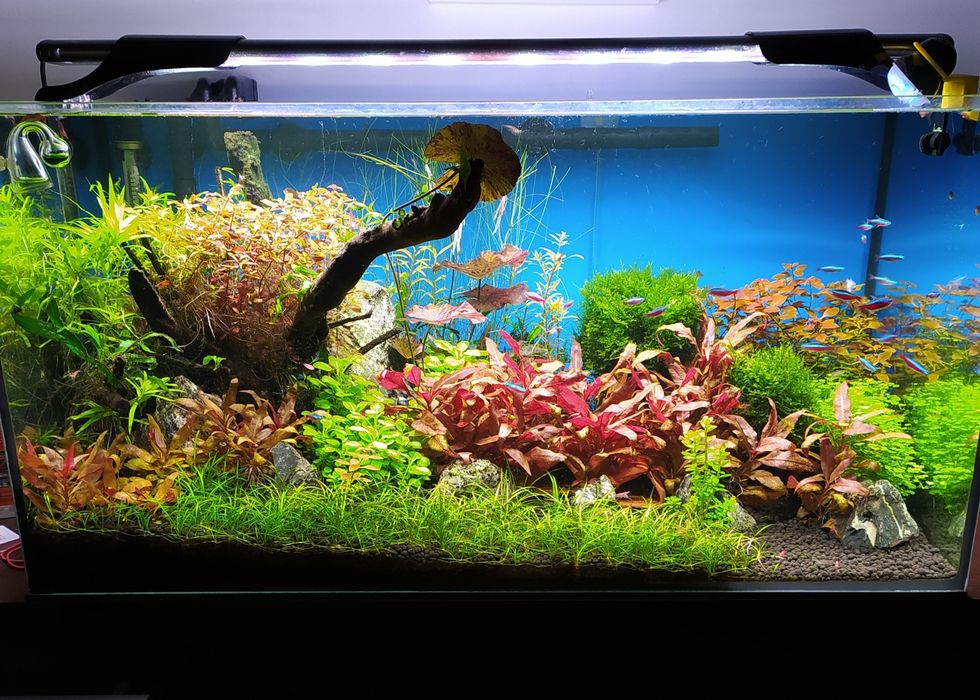 Krewetki Red Cherry pięknie wybarwione + GRATIS