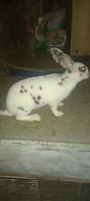 Rex trójbarwny w różnym wieku