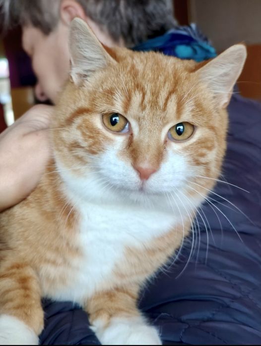 Przekochany Rudi błaga o dom...