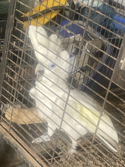 Cacatua Ducorpsii