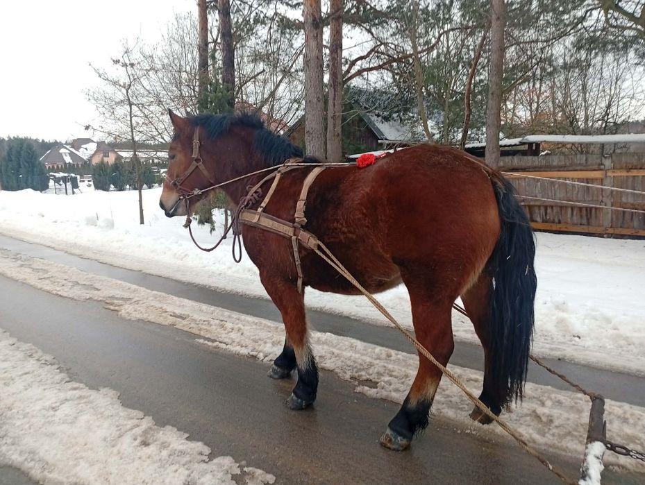Sprzedam klacz zimnokrwistą