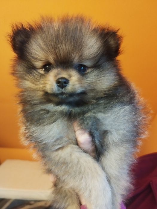 Zkwp szpic miniaturowy pomeranian