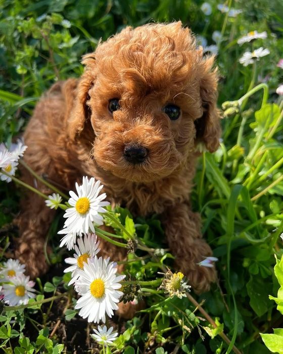 Хлопчик реб Браун супер красунчик