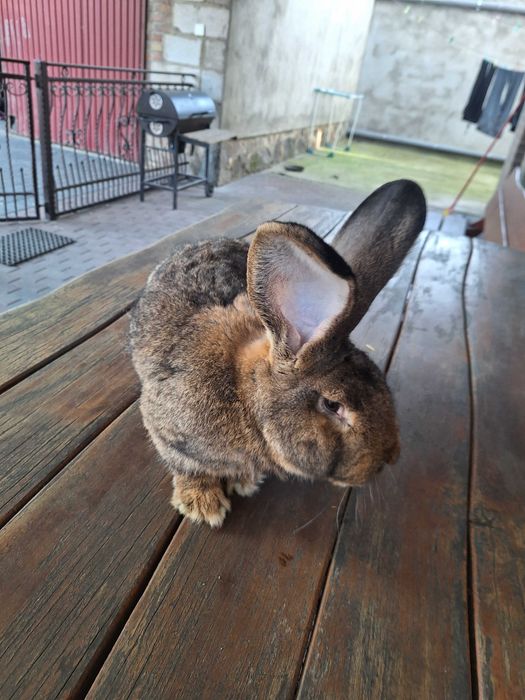 Sprzedam królika samca Olbrzym Belgijski