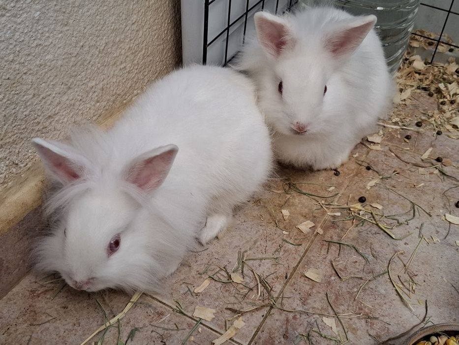 Coelho anão Lionhead