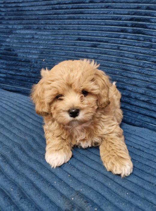 Maltipoo śliczny piesek