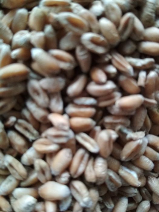 Озима пшениця,  ярий ячмінь