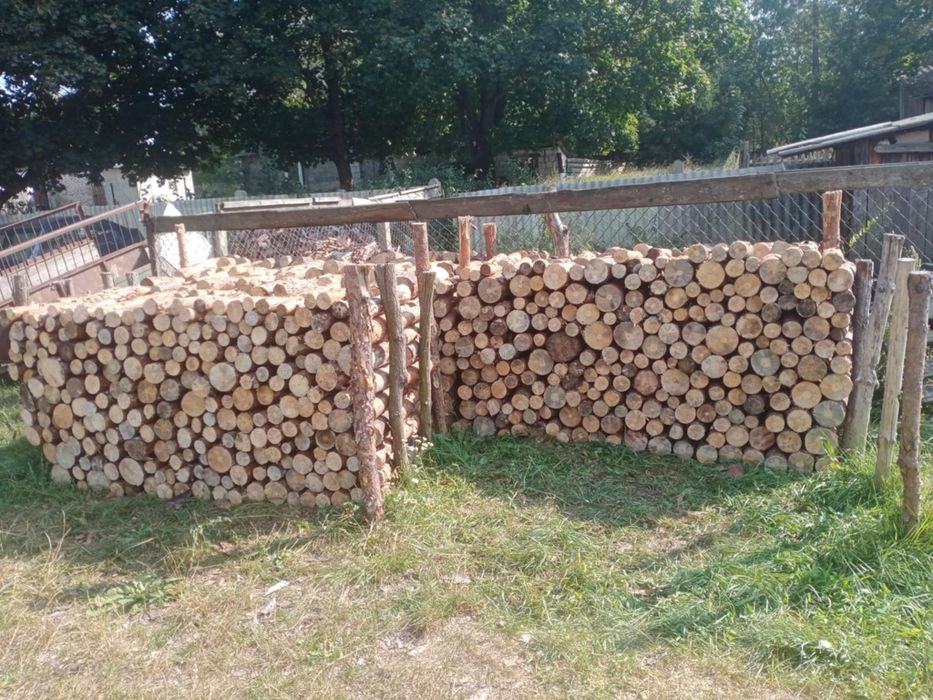 Opal sosna sucha i świeża