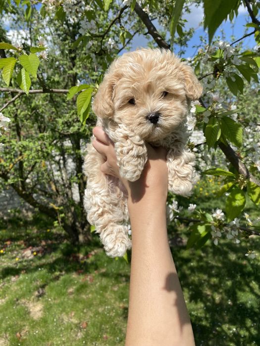 Міні мальтипу ф1 чіповані