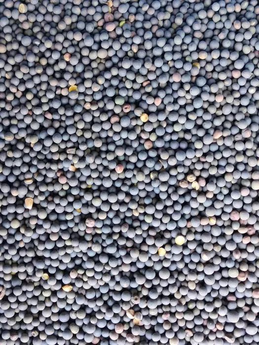 Wyka ozima, nasiona paszowe, certyfikat eko