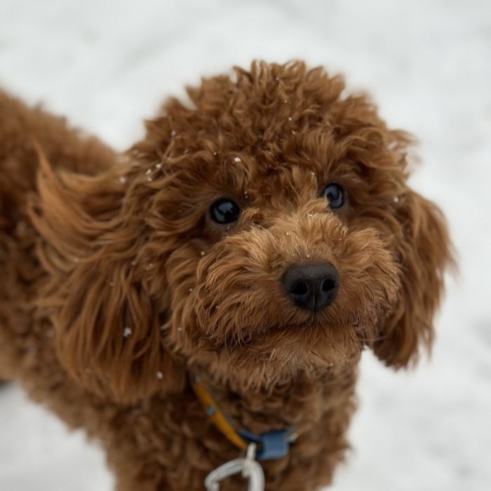КІНОЛОГ. Дресировка собак. Є виїзд.