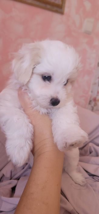 Помапу - гарна дівчинка