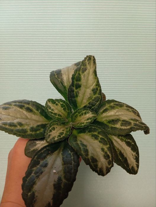 Примулина Destiny