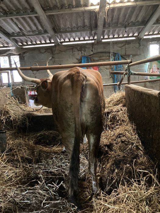 Vaca cachena tratada