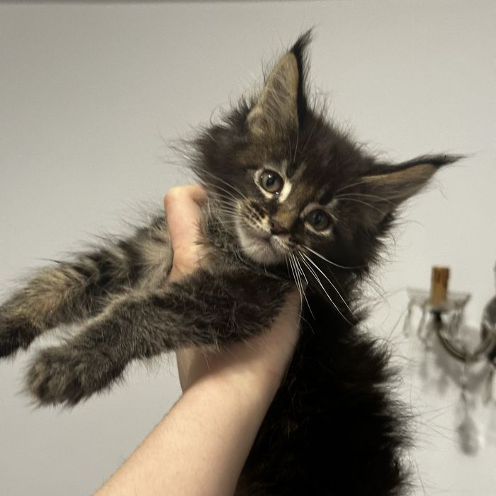 Sprzedam kotka Maine Coon