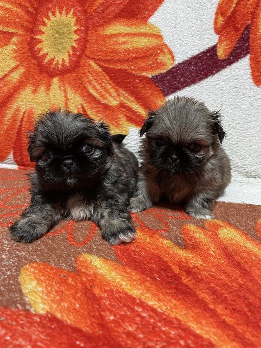 Пекінеси чистокровні, залишилась одна дівчинка