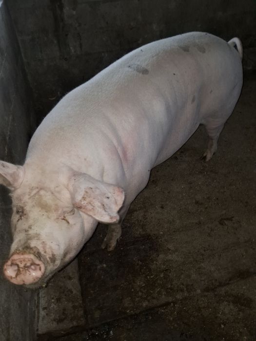 Порісна свиноматка