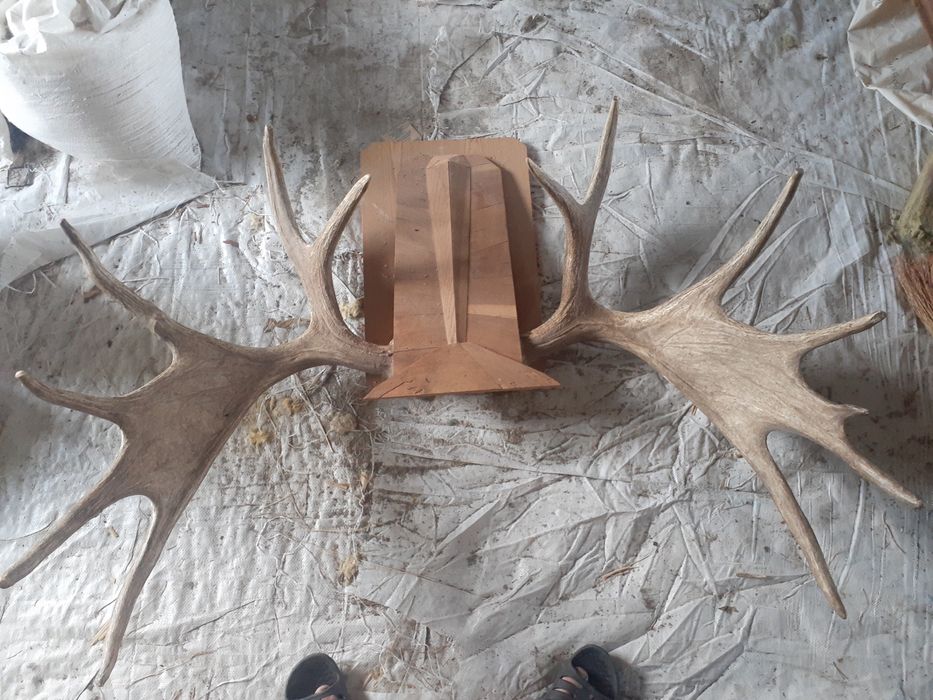 Роги лося Сибірського