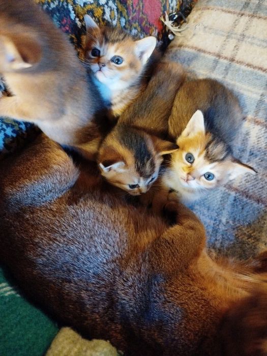 Шотландские котятя