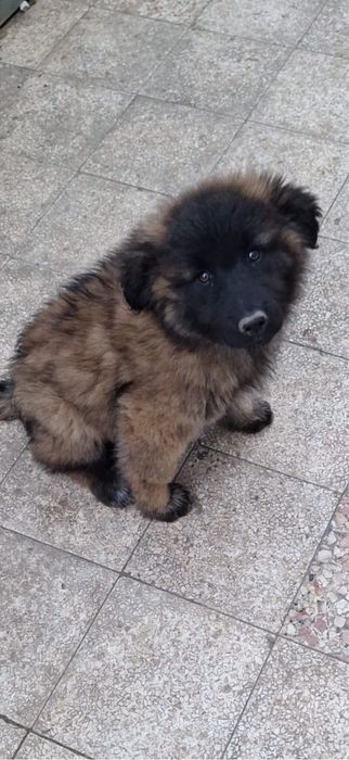 Serra da estrela pronta para entrega
