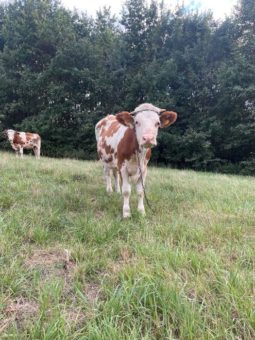 Sprzedam jałówkę do chowu