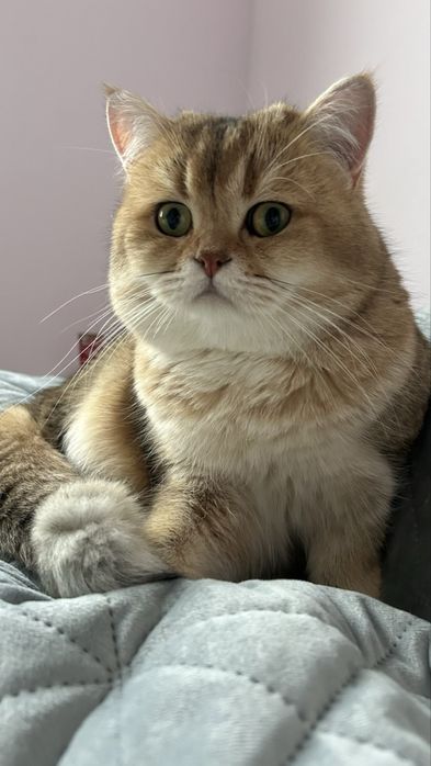 Шотландські котики кошенятя котята