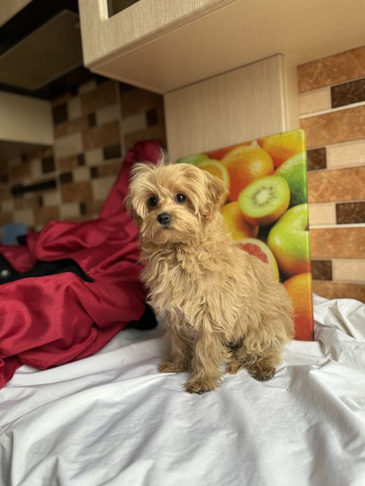 Мини малвшка до 2 кг мальтиау тедди ред браун