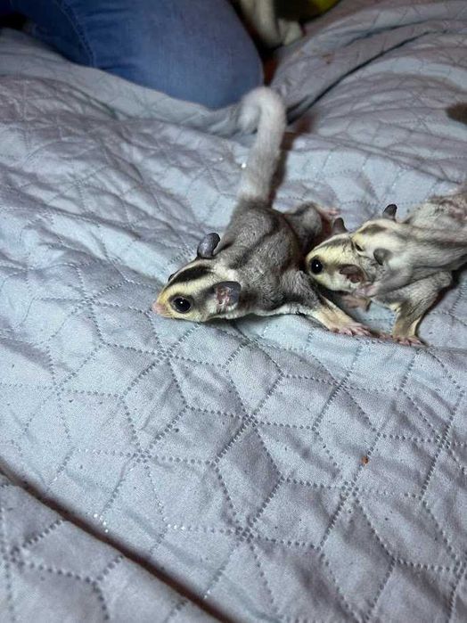 Lotopałanka karłowata|Sprawdzona hodowla|Lotki Psotki|Wyjątkowe samce