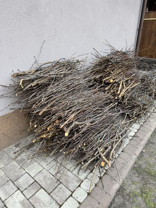 Гілля фруктових дерев на розпал