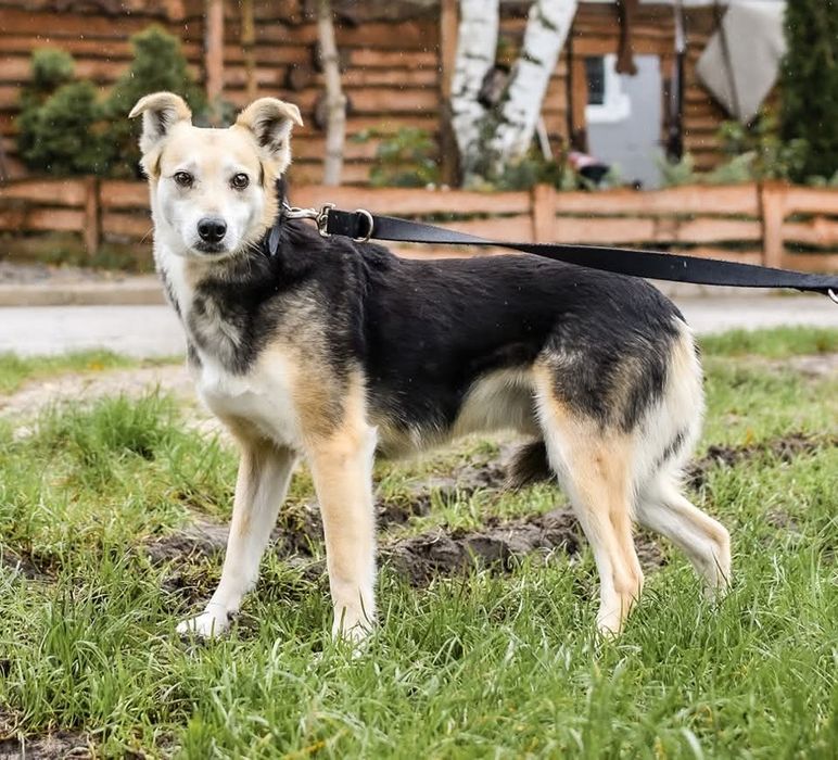 Felix - spokojny pies do adopcji, wrażliwy, zgodny z psami