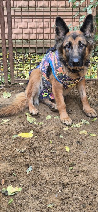 Suczka Około 3 lata