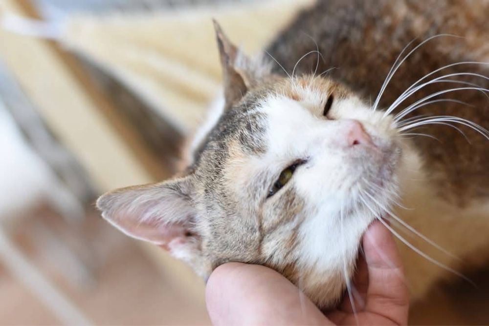 BABKA MARYLKA szuka domku