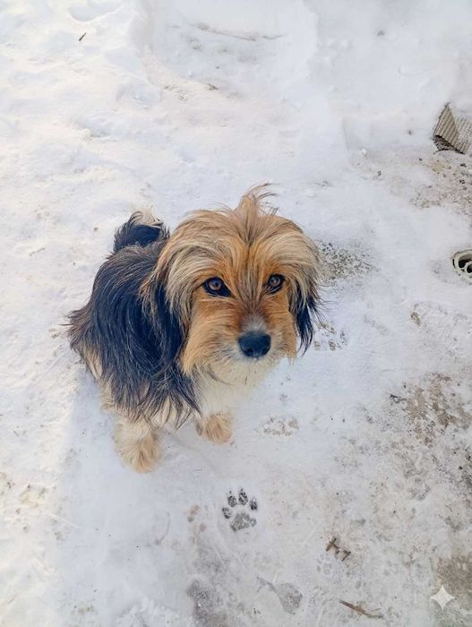 Собачки у добрі руки