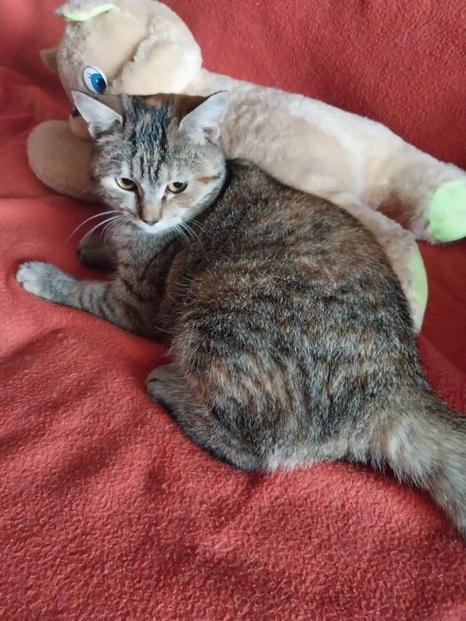 Сестрички кошенята чекають на господарів