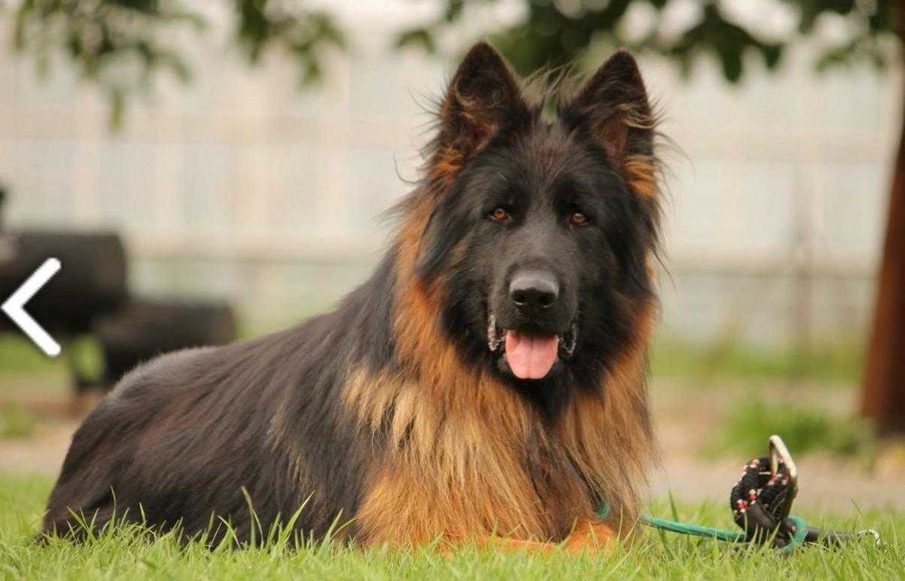 Owczarek Niemiecki - krycie