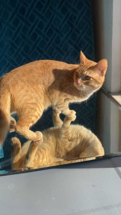 CASTRADO ! Macho juvenil disponível para adoção responsável