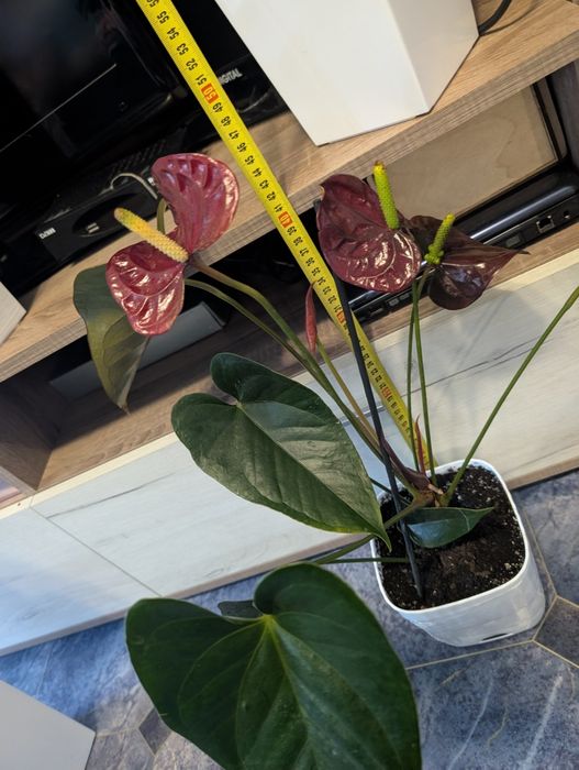 Anthurium Floriclone Tranquil