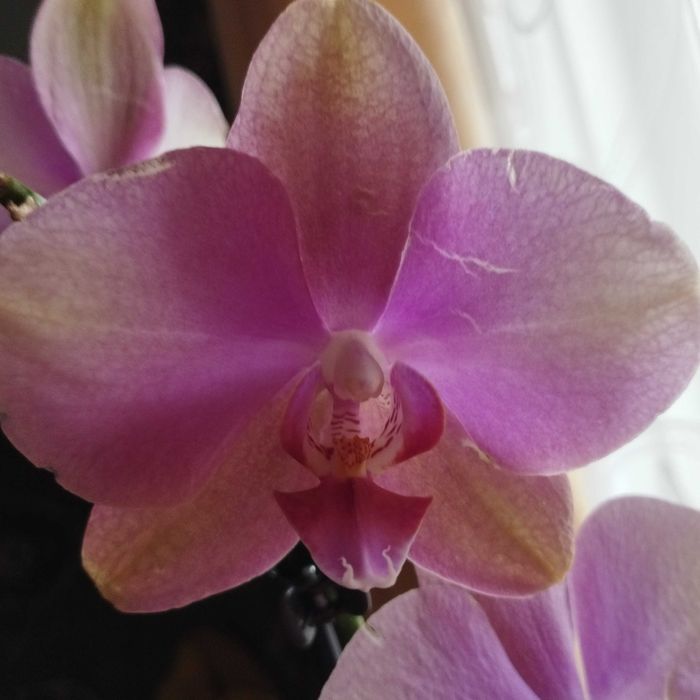 Продам орхідею Бебі Динаміт