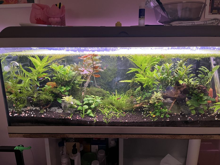 Aquario 160 litros completo