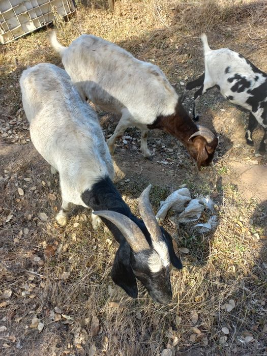 Vendo 2 cabras  cx Boer