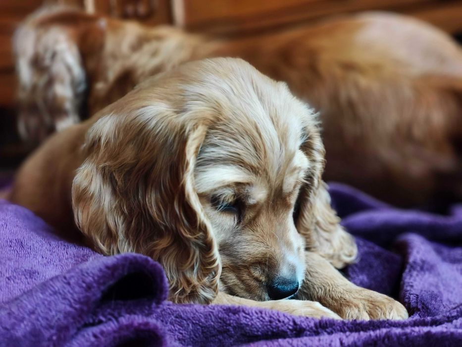 Sunia Cocker Spaniel Angielski - pełny rodowód