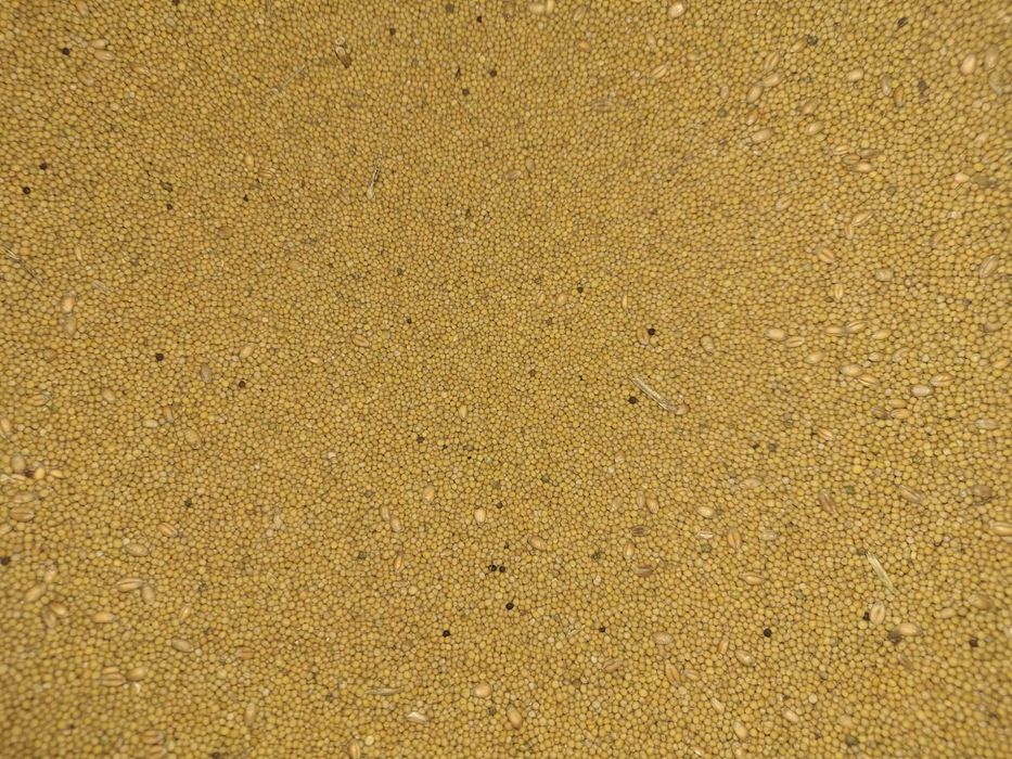 Gorczyca na ziarno lub na poplon