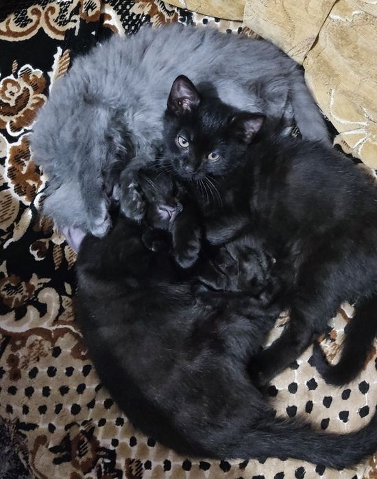 Віддам котиків у добрі руки.