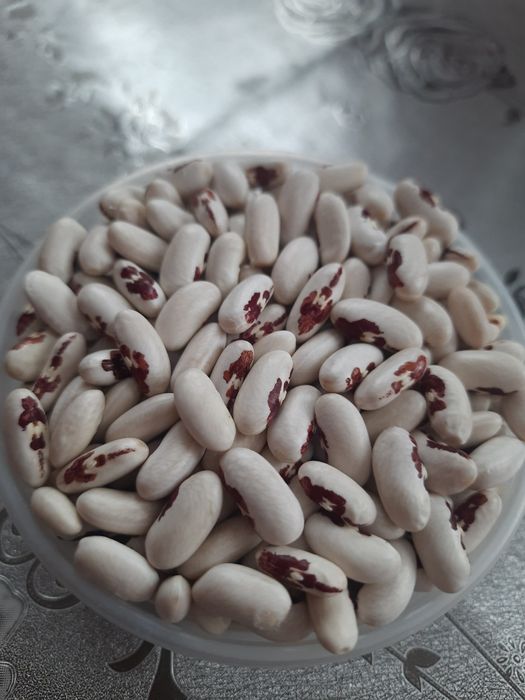 Продам насіння квасолі - кущова .