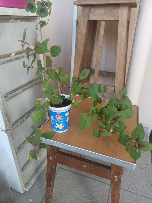 Молочай. Гибискус. Фуксия. Кактус