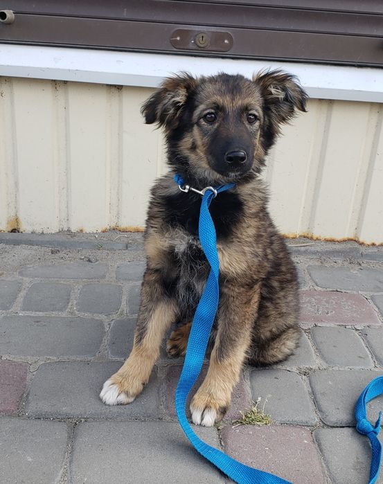 Щенок Куська в хорошие ручки