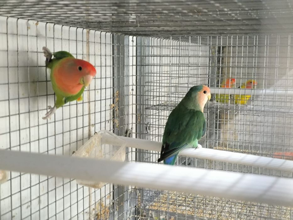 Agapórnis Longfeather