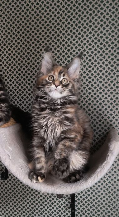 Котёнок Мейн Кун
