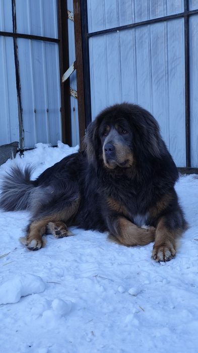 Тибетський  Мастиф BLUE & TAN Вязка